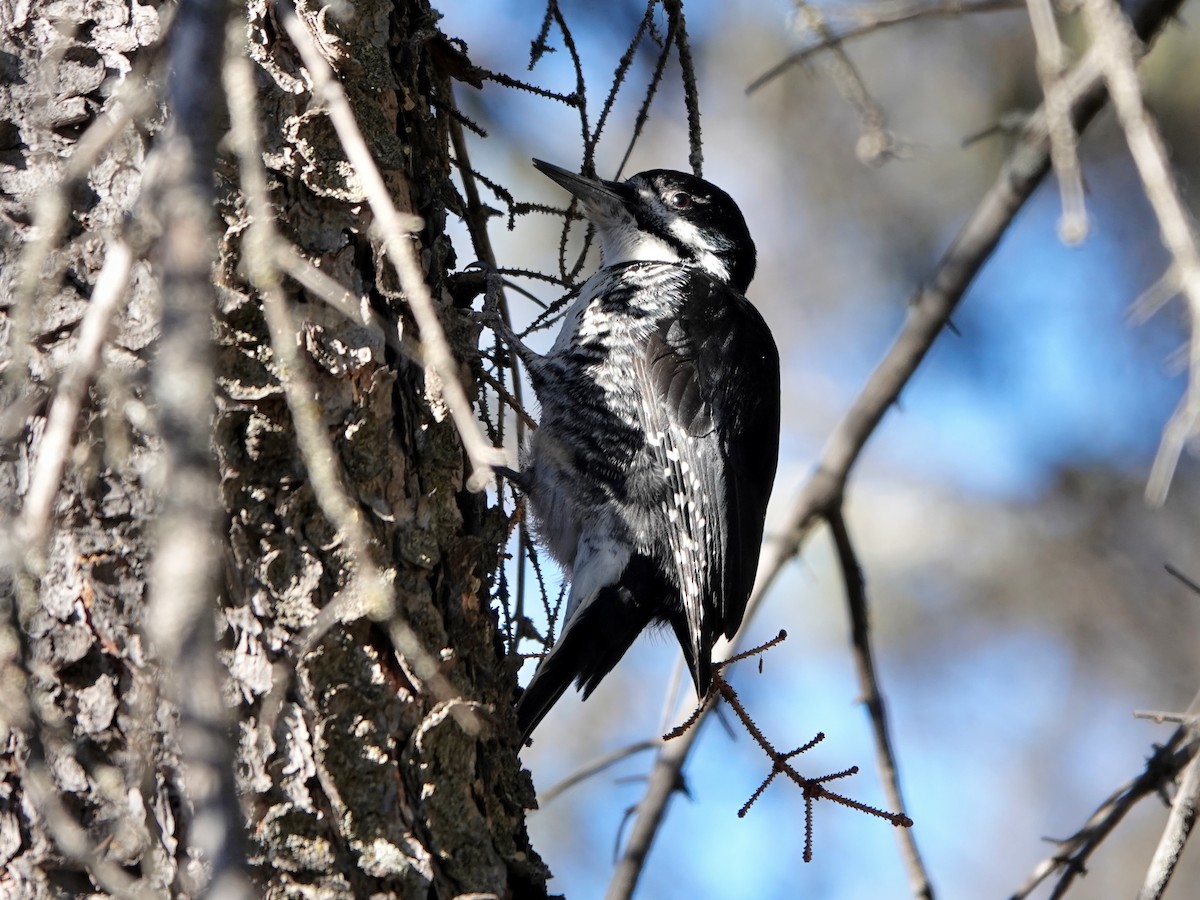 Black-backed Woodpecker - ML616228854
