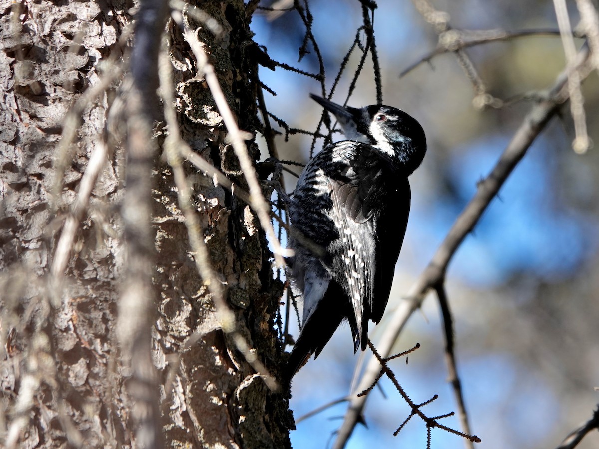Black-backed Woodpecker - ML616228856