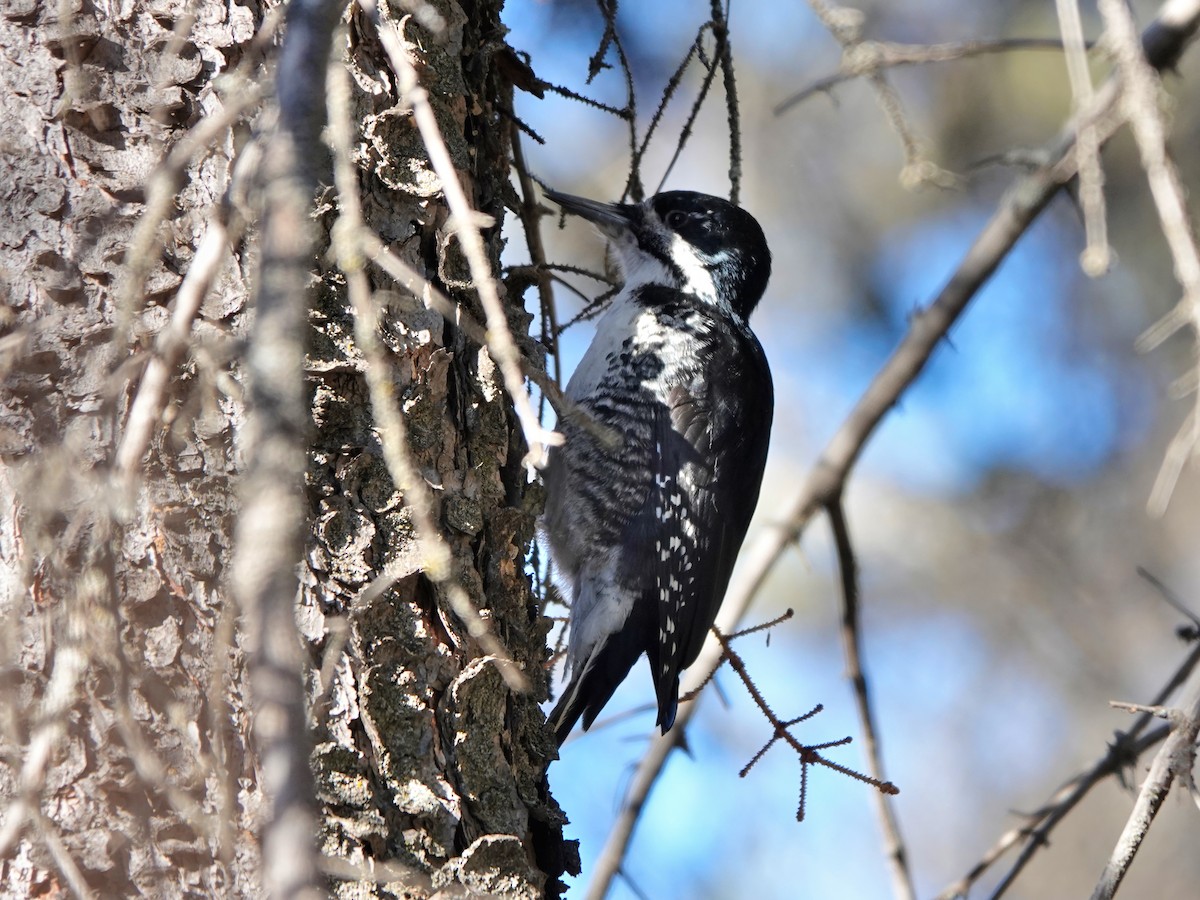 Black-backed Woodpecker - ML616228858