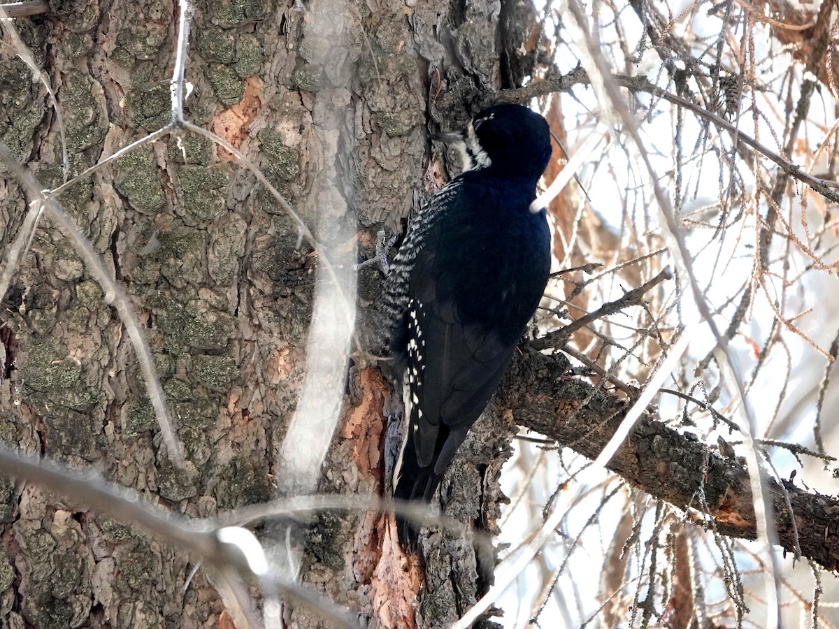 Black-backed Woodpecker - ML616228861