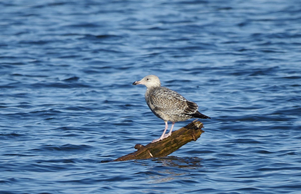 Herring Gull - Kraig Cawley