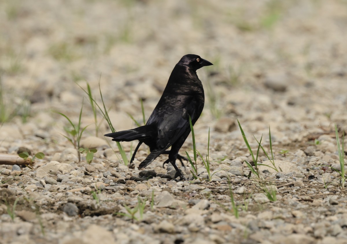 Giant Cowbird - ML616228896