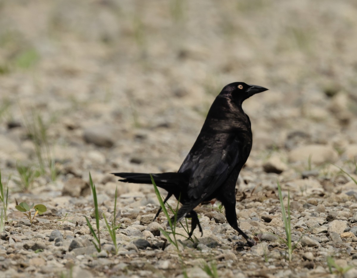 Giant Cowbird - ML616228898