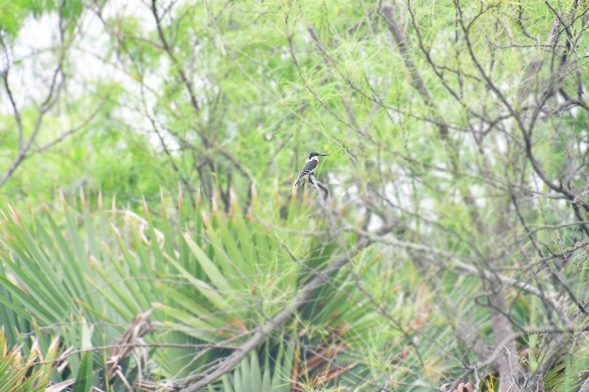 Green Kingfisher - ML616228920