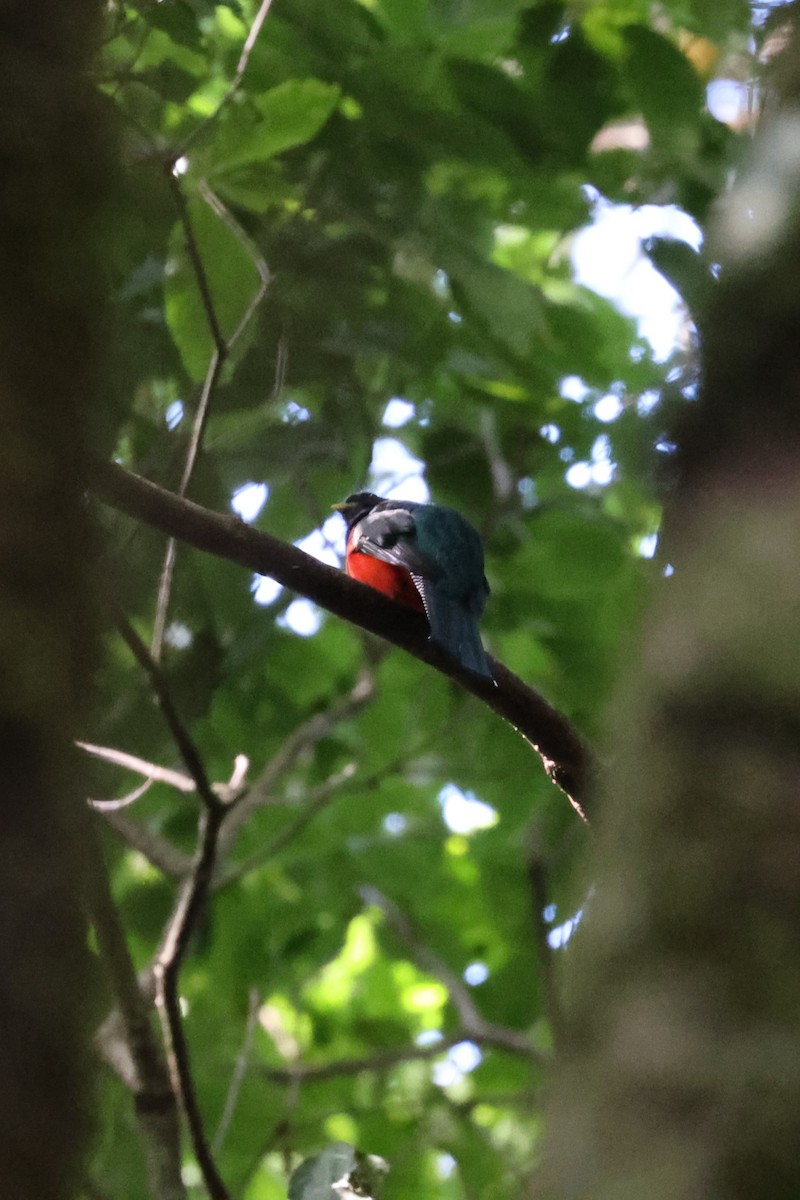 Collared Trogon - ML616228952