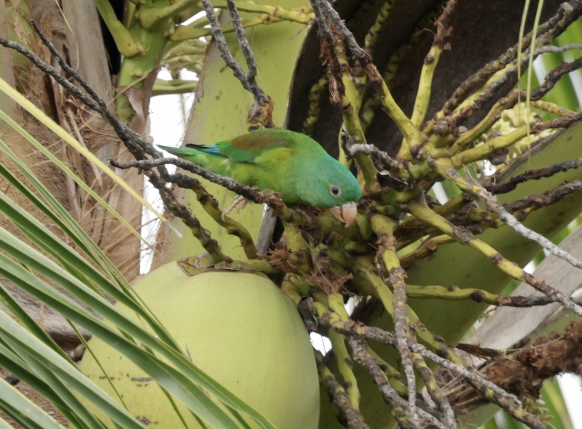 Orange-chinned Parakeet - ML616228958