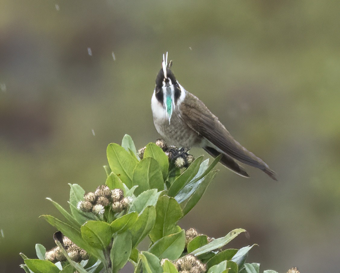 Green-bearded Helmetcrest - ML616228961