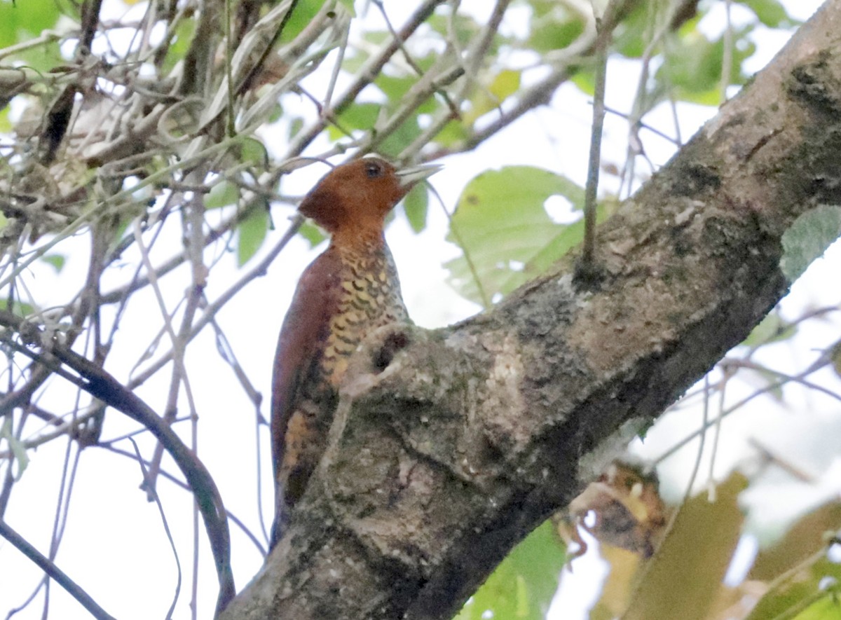 Cinnamon Woodpecker - ML616228971