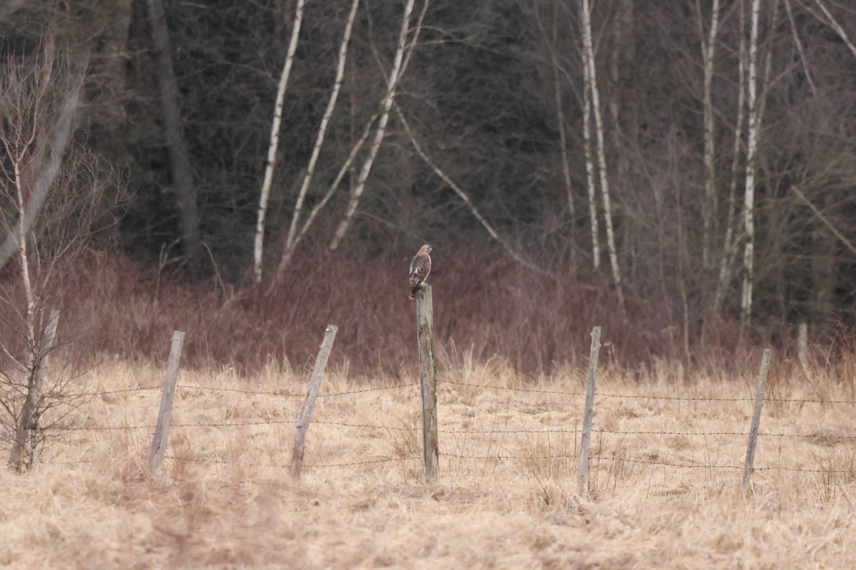 Red-tailed Hawk - ML616229148