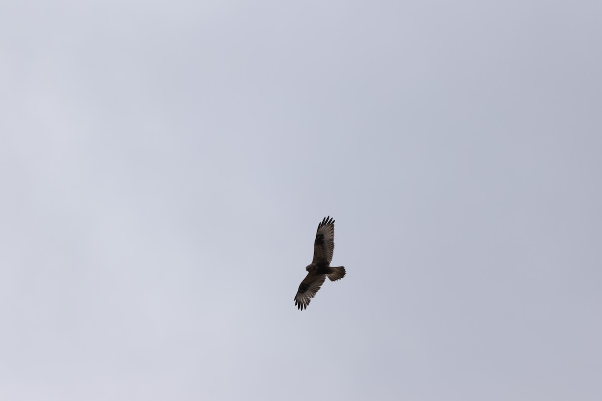 Rough-legged Hawk - ML616229246