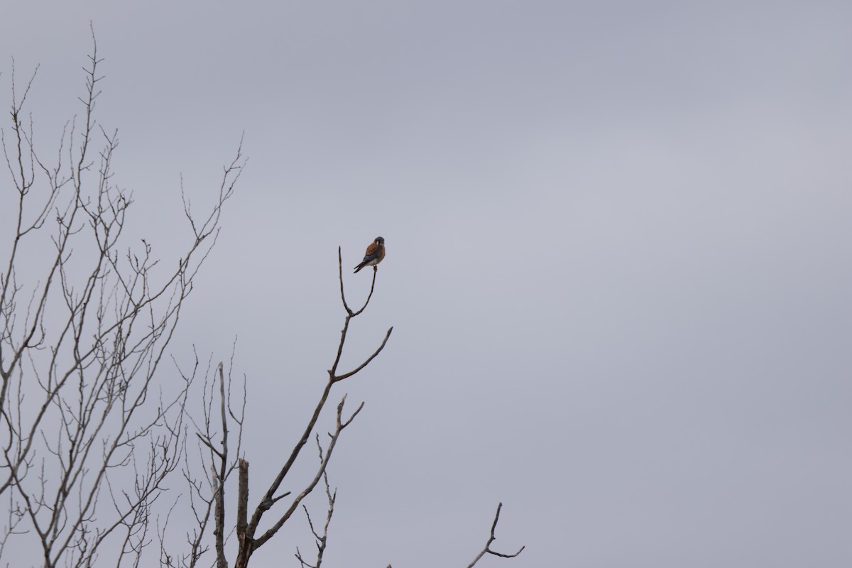 American Kestrel - ML616229256