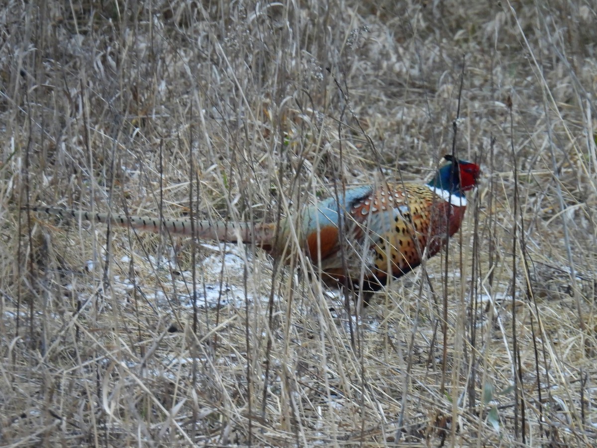 Ring-necked Pheasant - ML616229350