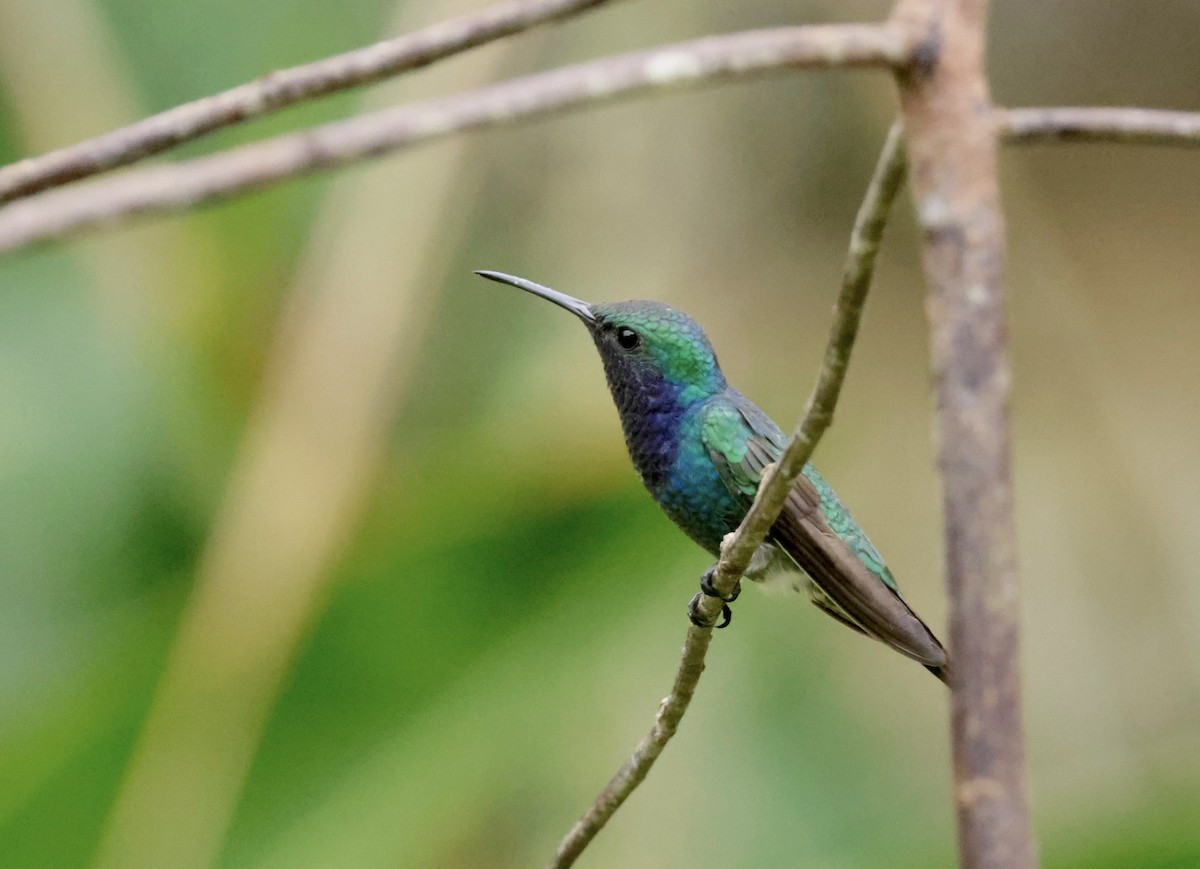 Sapphire-throated Hummingbird - ML616229358