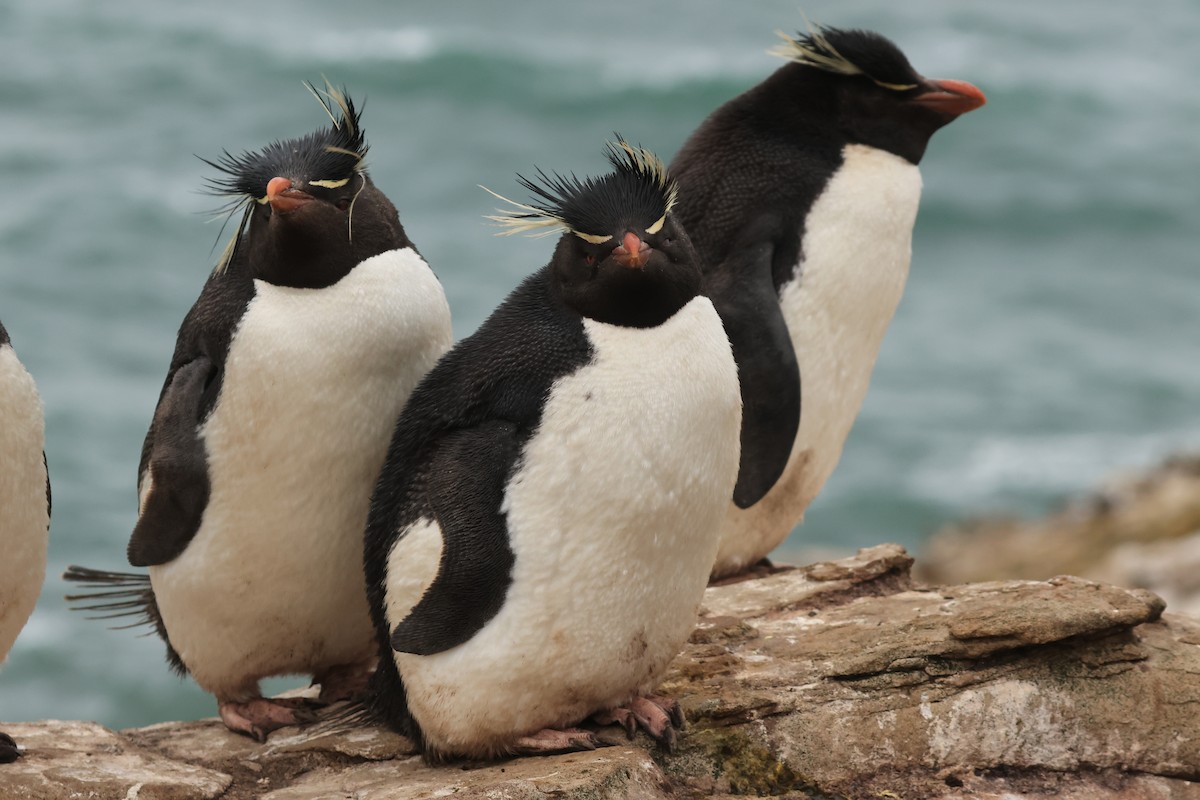 Southern Rockhopper Penguin - ML616229363