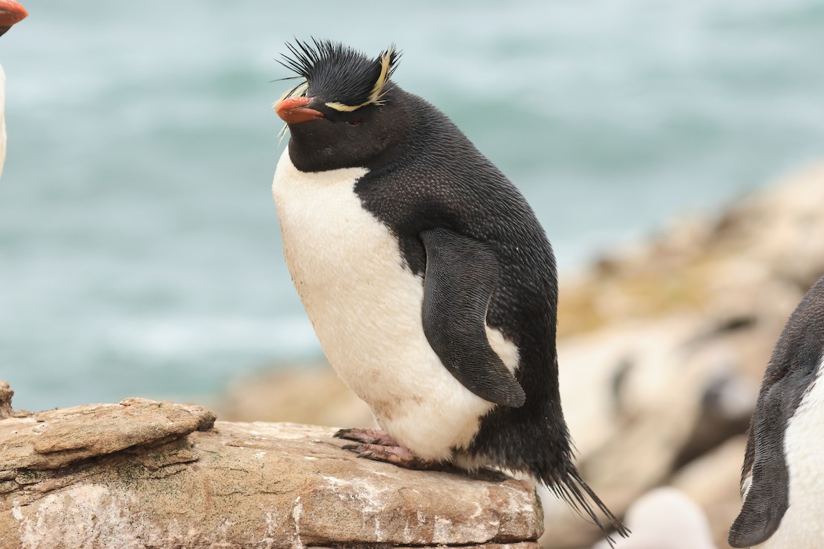 Southern Rockhopper Penguin - ML616229364