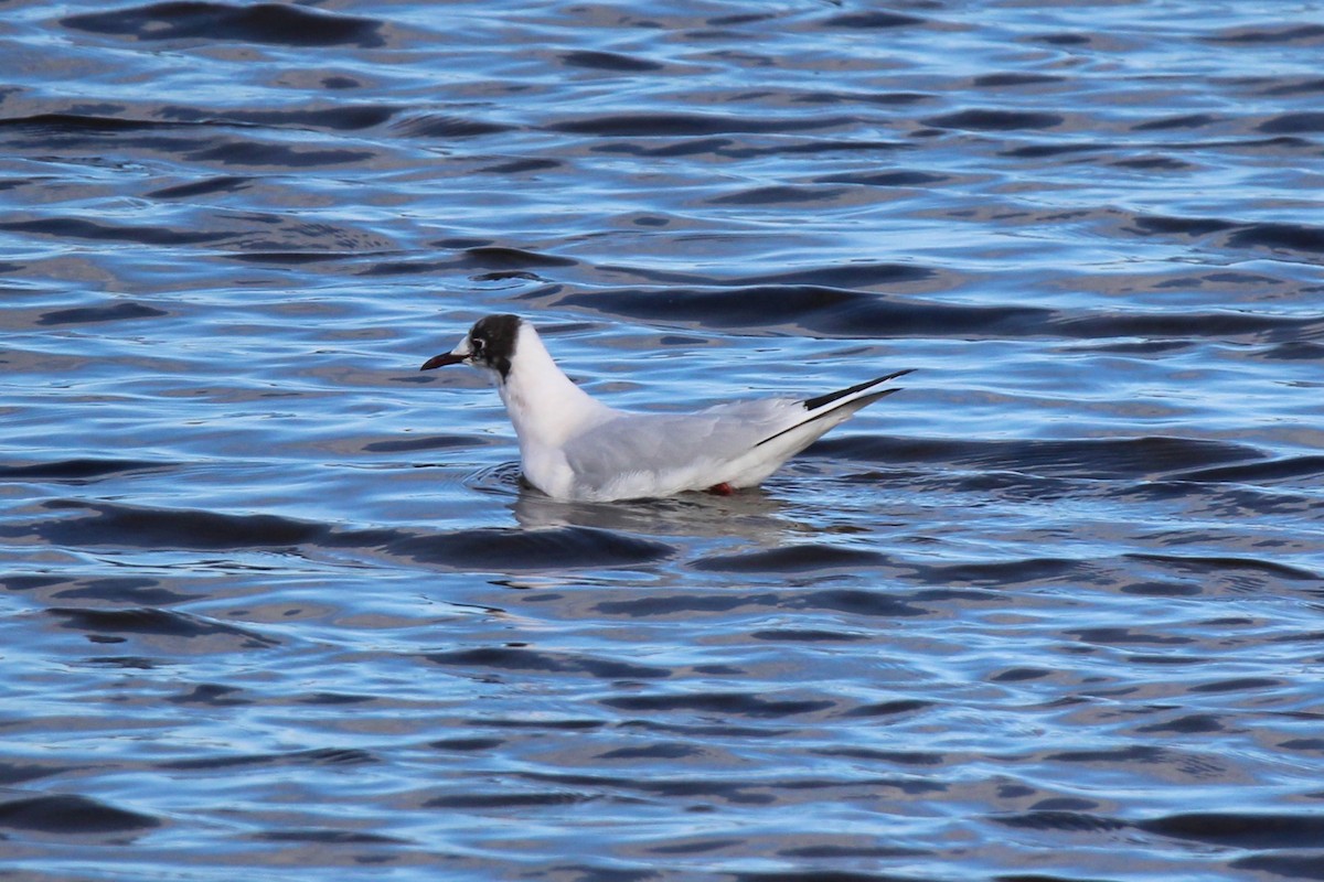 Gaviota de Bonaparte - ML616229370