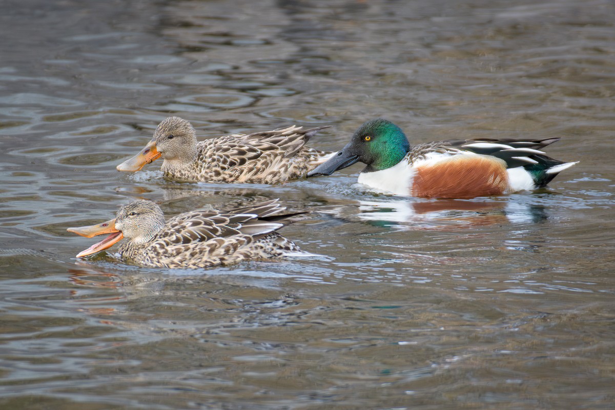 Northern Shoveler - ML616229402