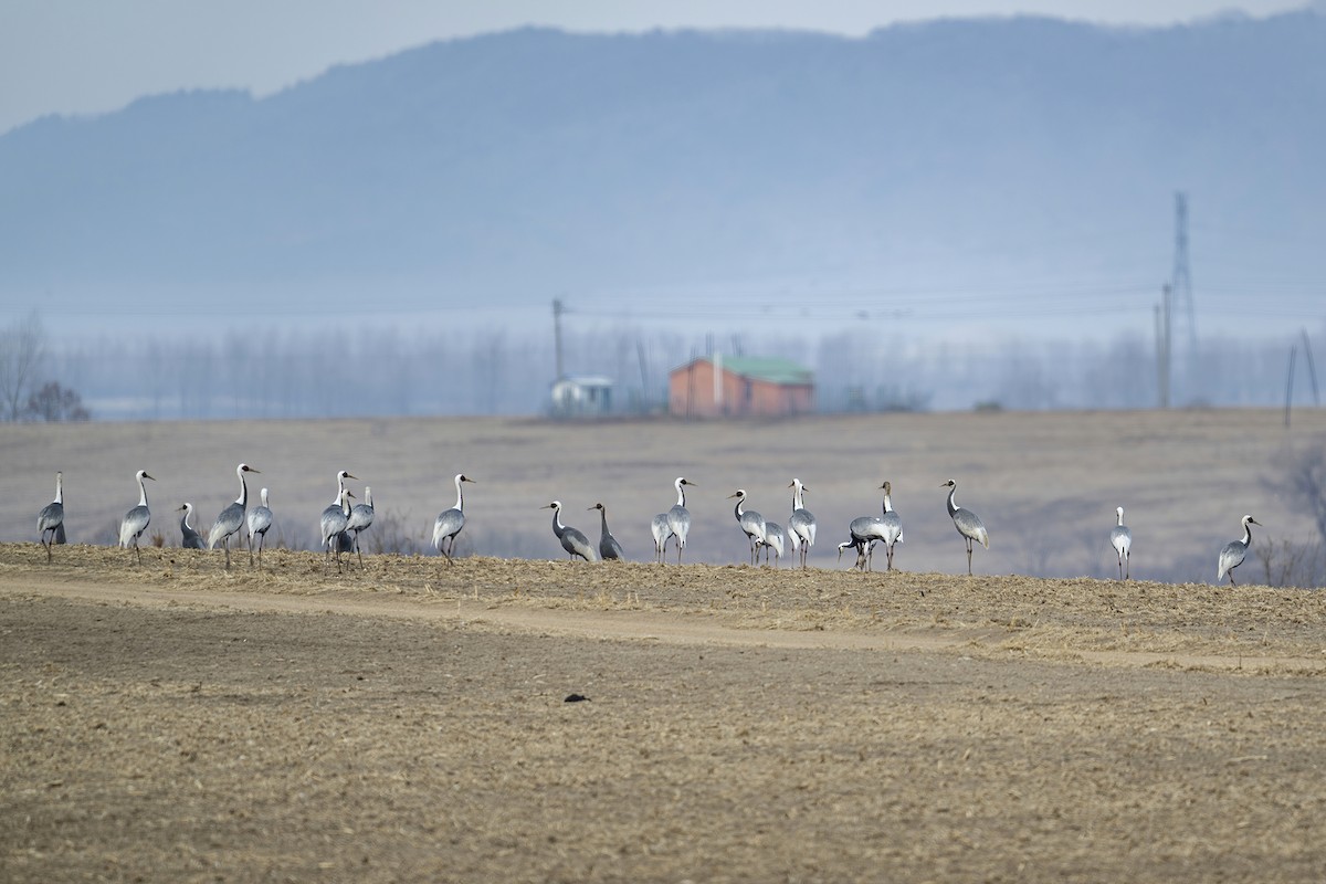 White-naped Crane - ML616229426