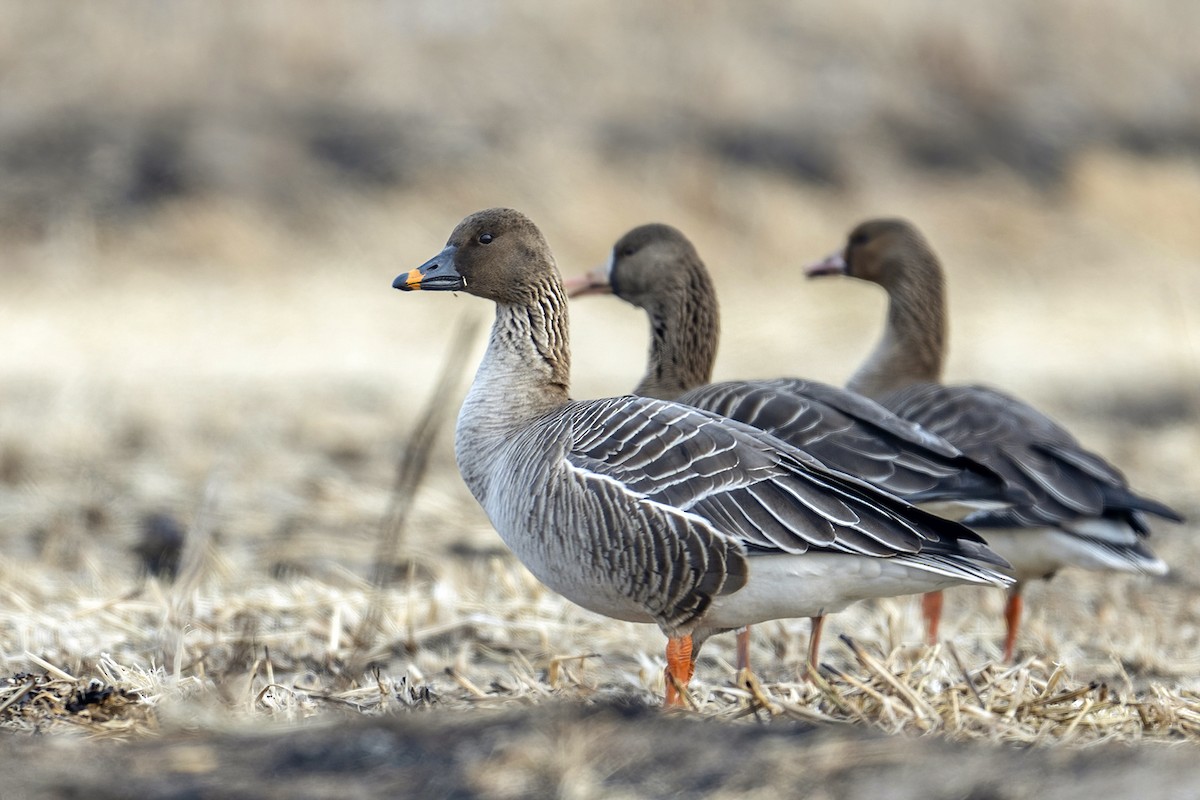 Tundra Bean-Goose - ML616229463