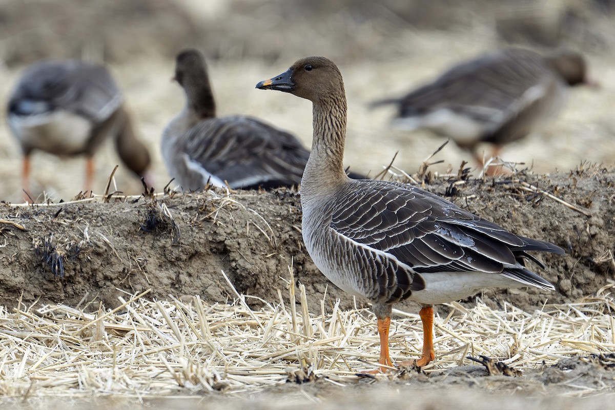 Taiga Bean-Goose - ML616229471