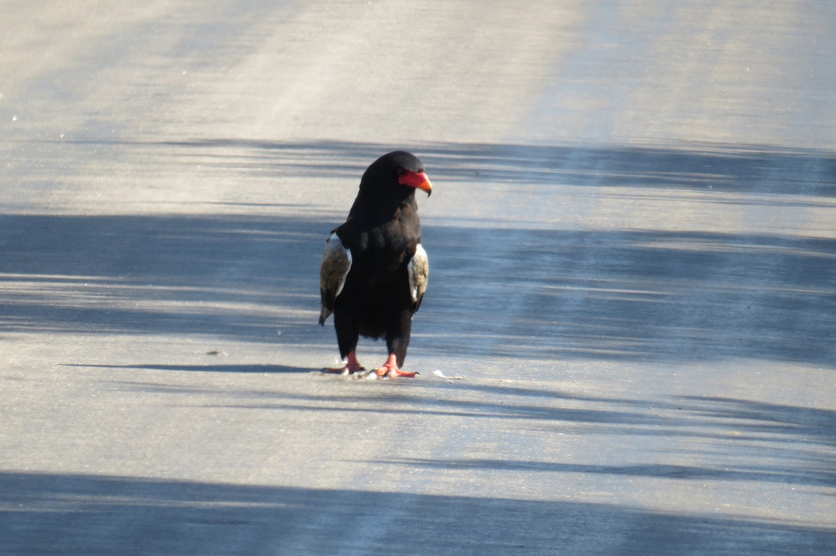 Bateleur des savanes - ML616229477