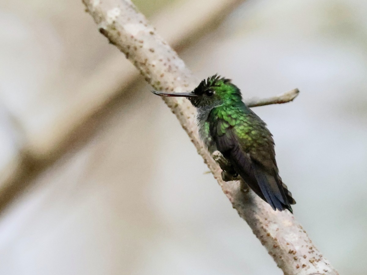 Blue-chested Hummingbird - ML616229480