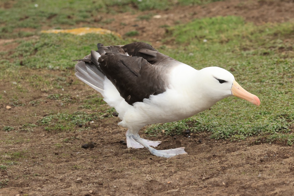 Schwarzbrauenalbatros - ML616229495