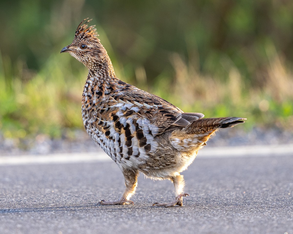 Ruffed Grouse - Blake Cloninger