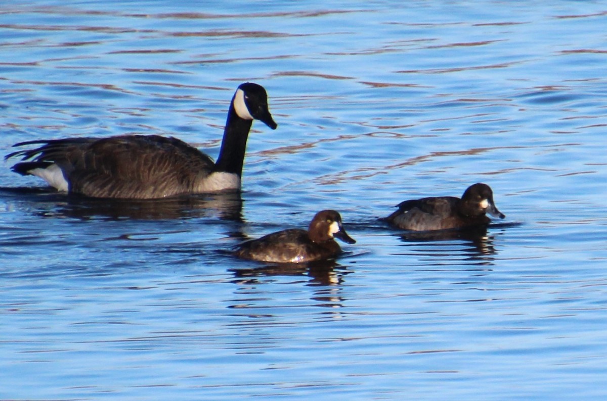Greater Scaup - ML616229549