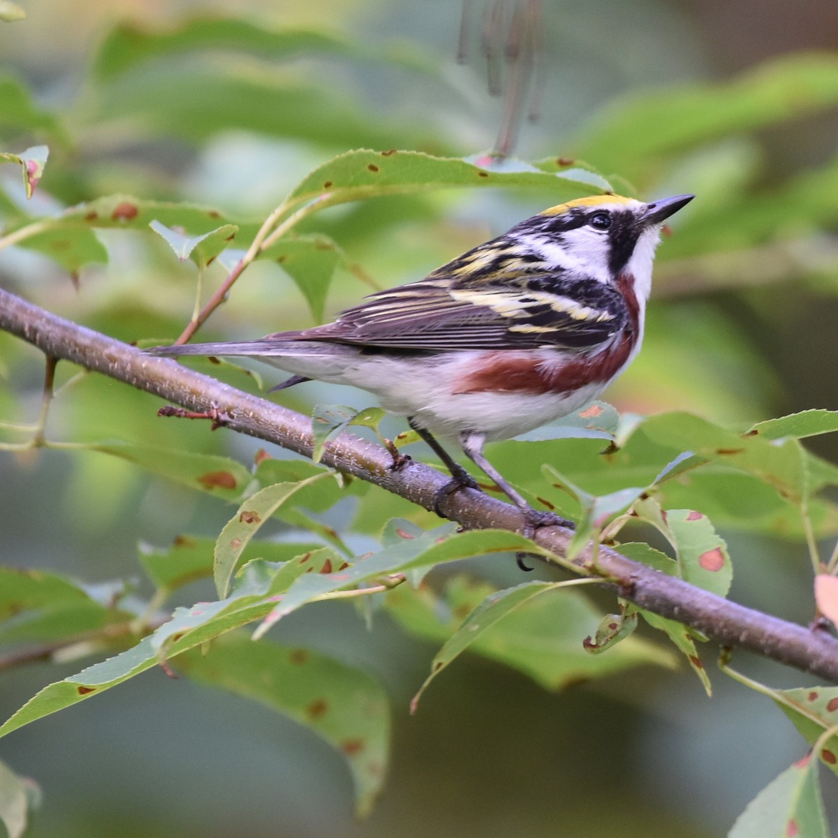 Chestnut-sided Warbler - Laura  Wolf