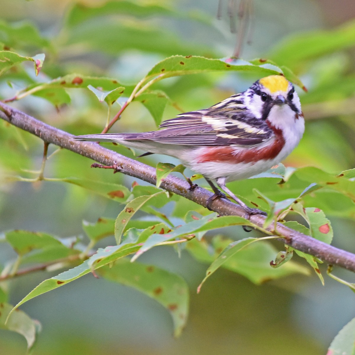 Chestnut-sided Warbler - ML616229562