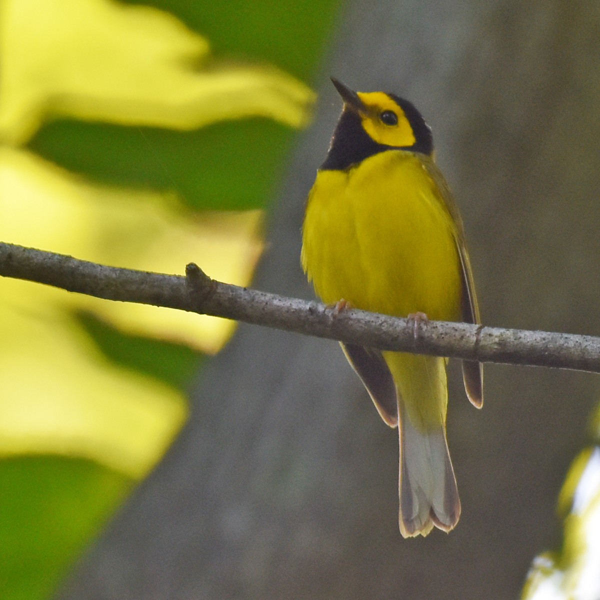 Hooded Warbler - ML616229587