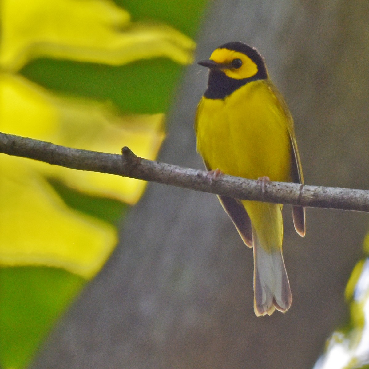 Hooded Warbler - Laura  Wolf