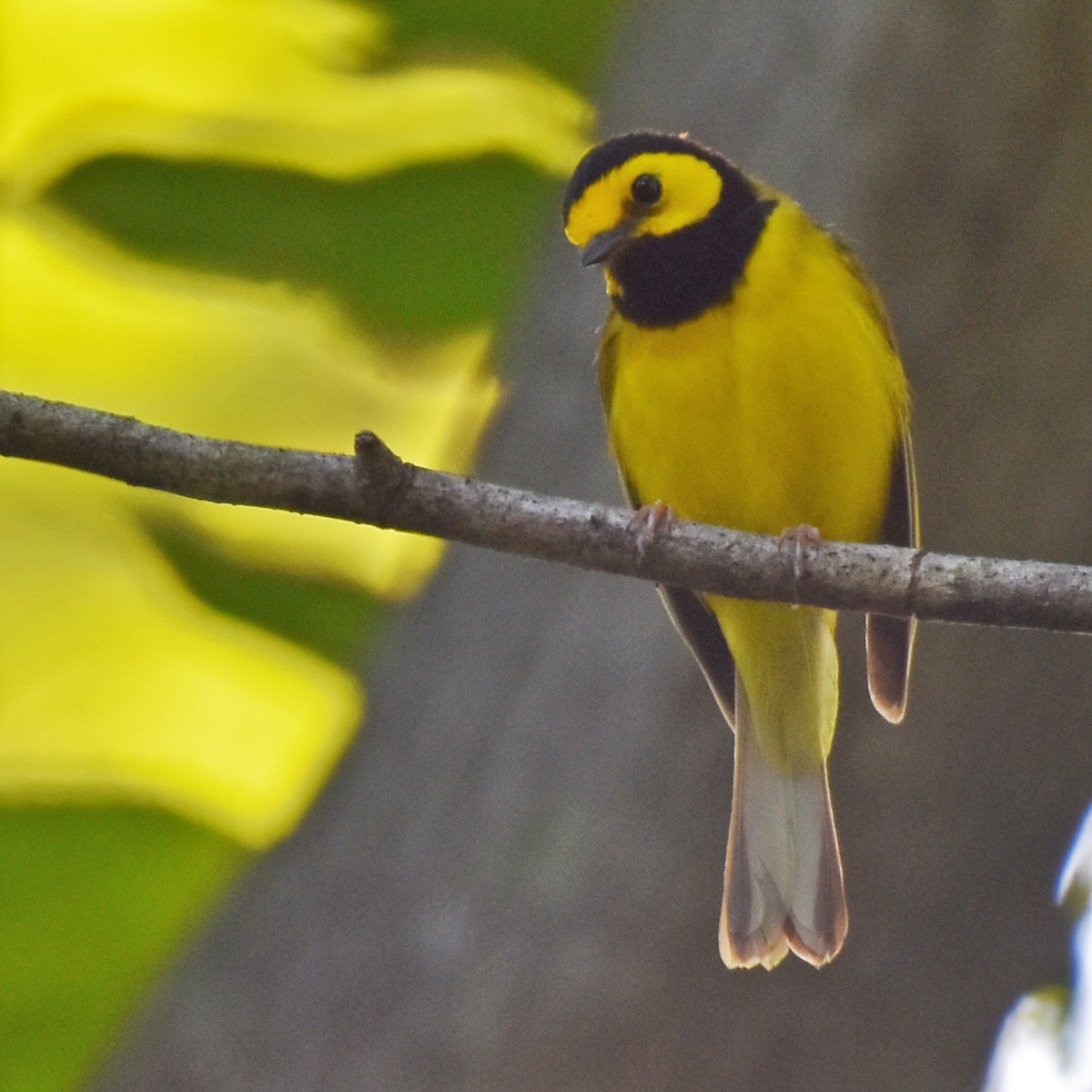 Hooded Warbler - ML616229589