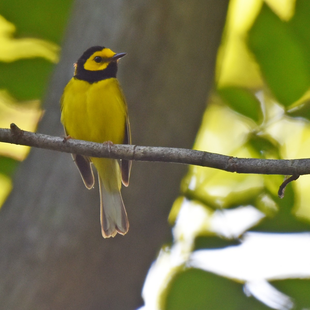 Hooded Warbler - ML616229590