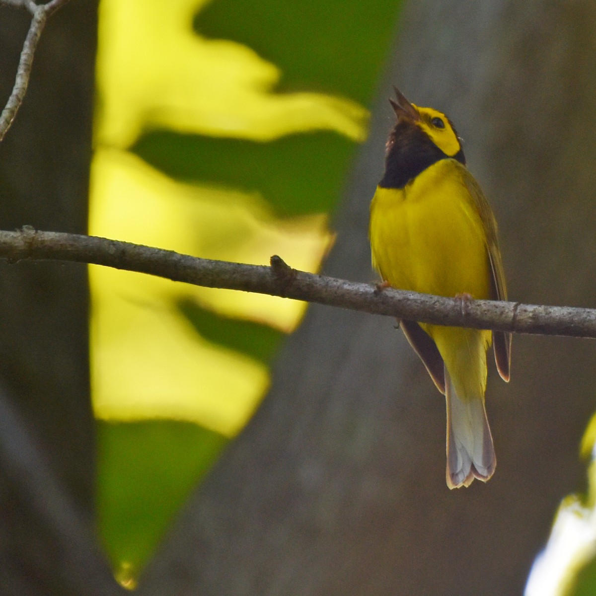 Hooded Warbler - ML616229591