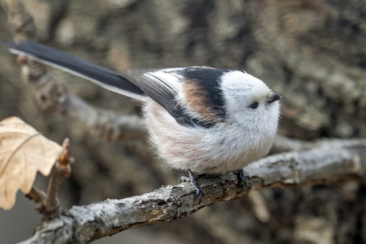 Long-tailed Tit - ML616229594