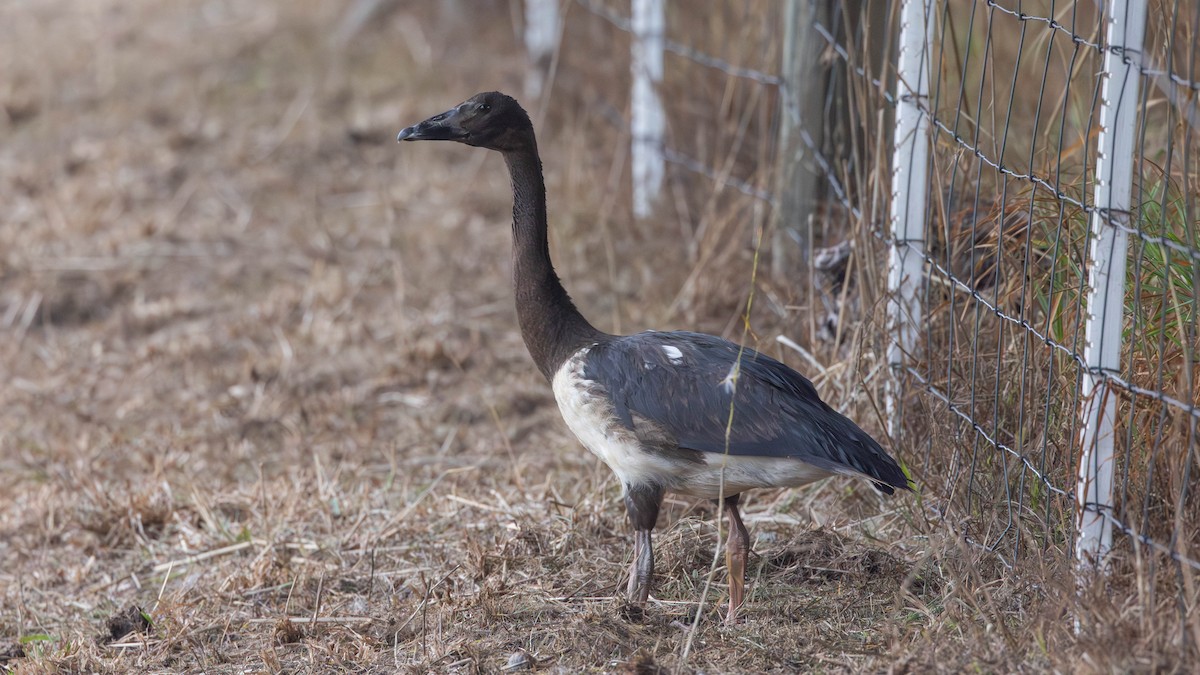 Magpie Goose - Joshua Pierce