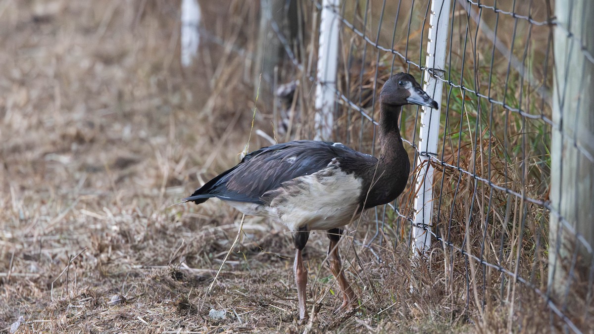 Magpie Goose - ML616229597