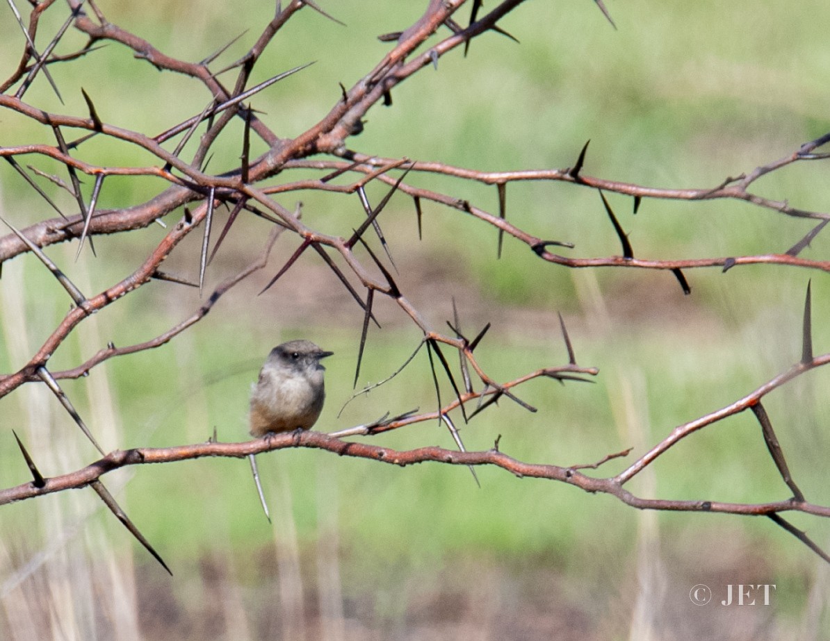 Say's Phoebe - John E. Tjaarda