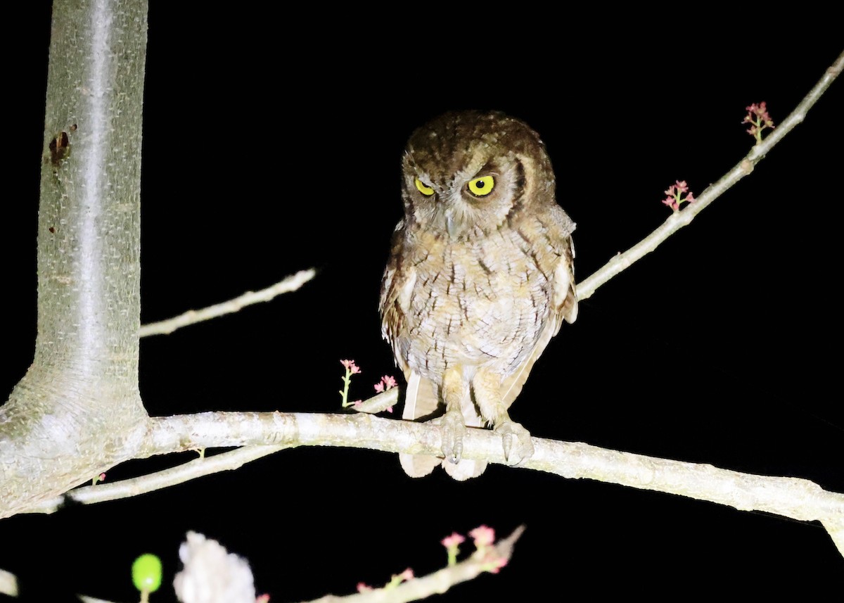 Tropical Screech-Owl - Ken Oeser