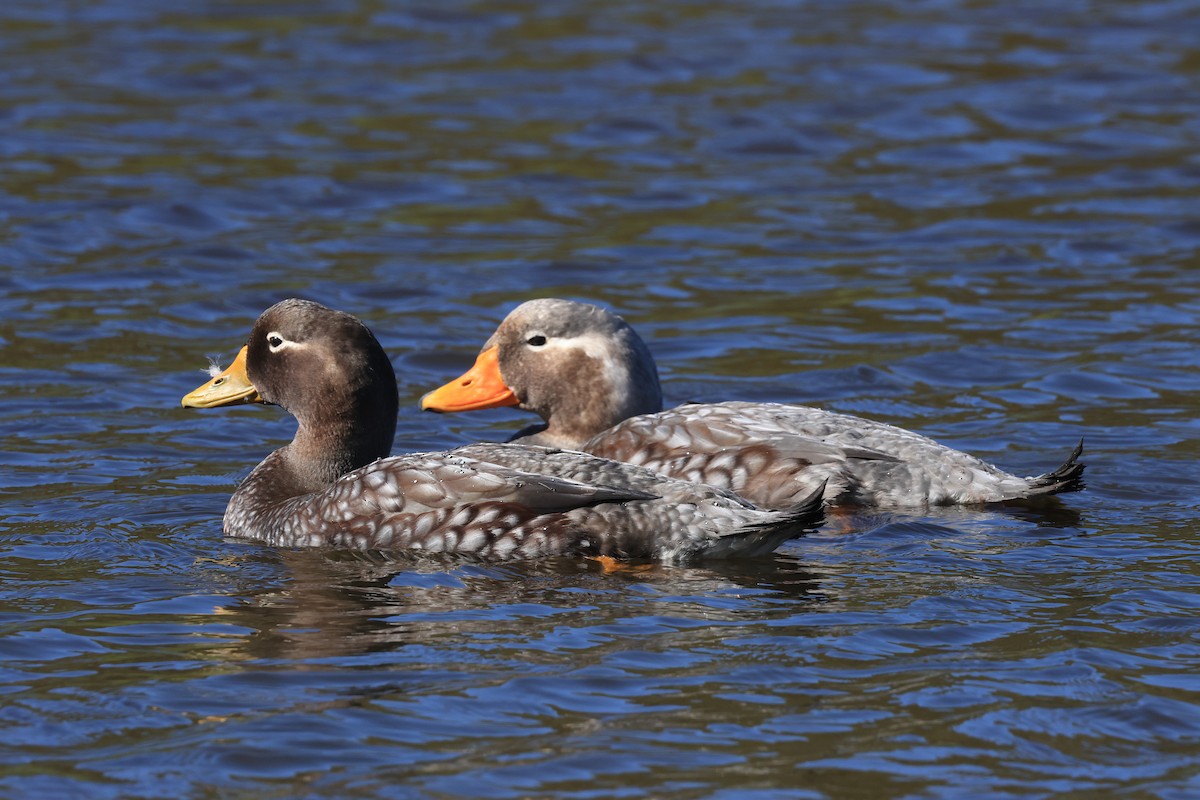 Falkland Steamer-Duck - ML616229633