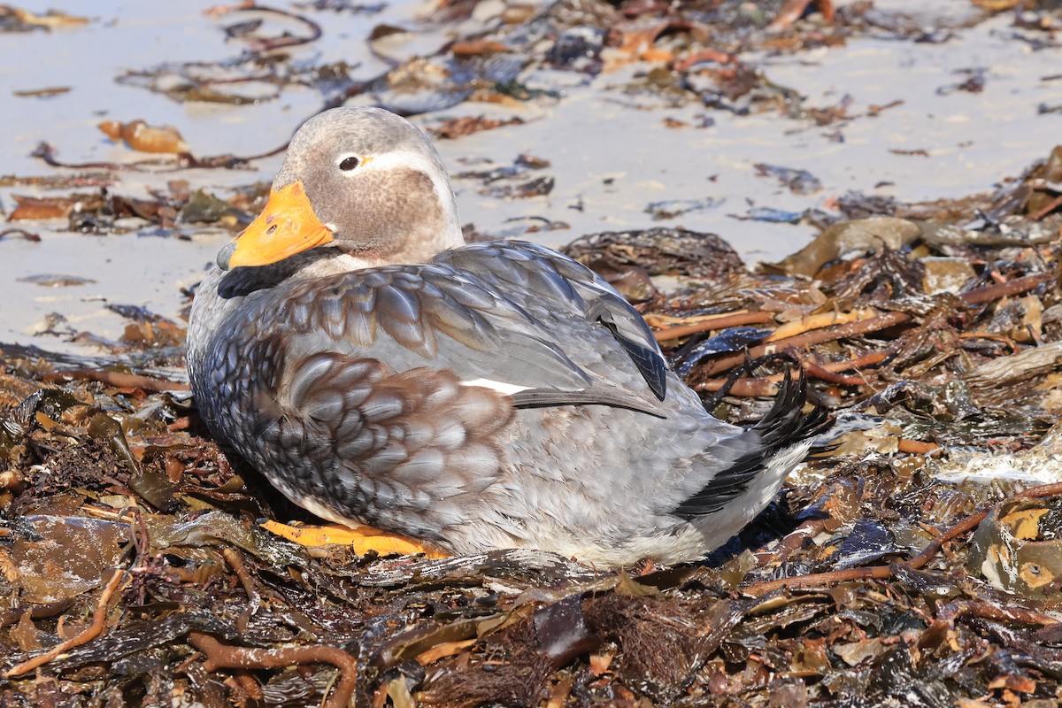 Falkland Steamer-Duck - James Lees