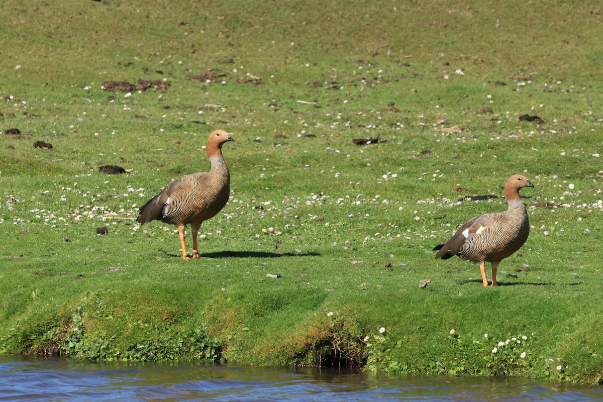 Ruddy-headed Goose - ML616229644