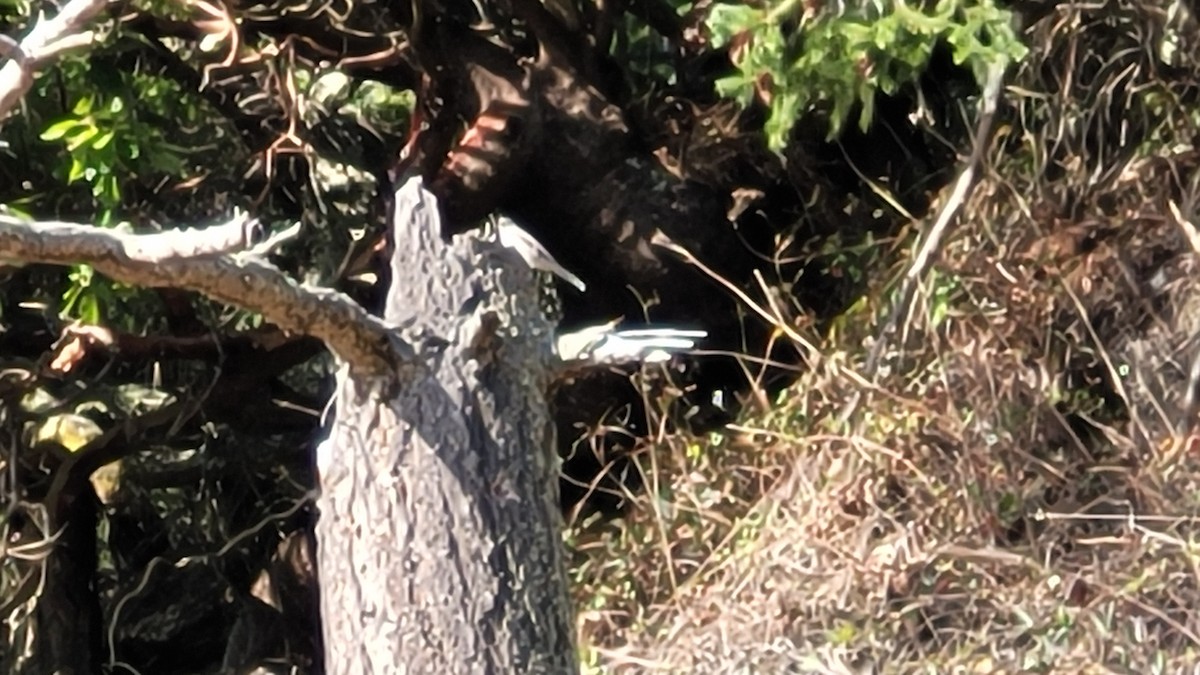 Townsend's Solitaire - ML616229649