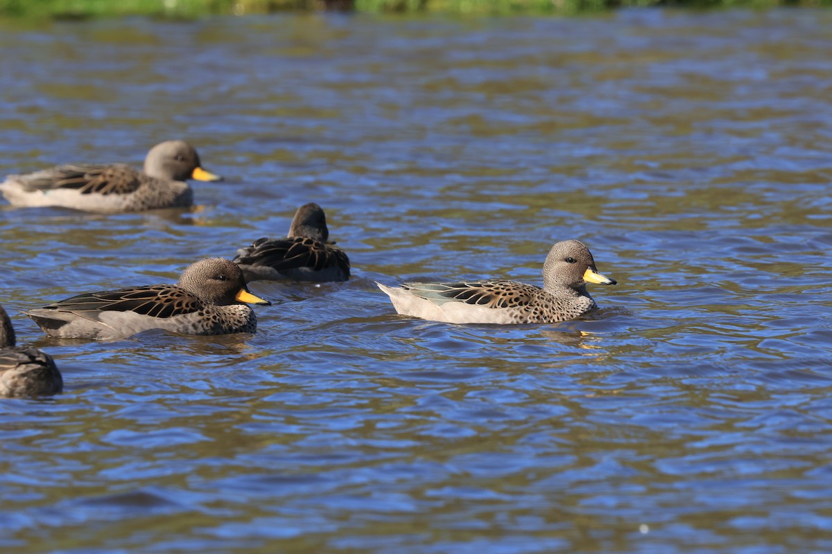 Yellow-billed Teal - ML616229656