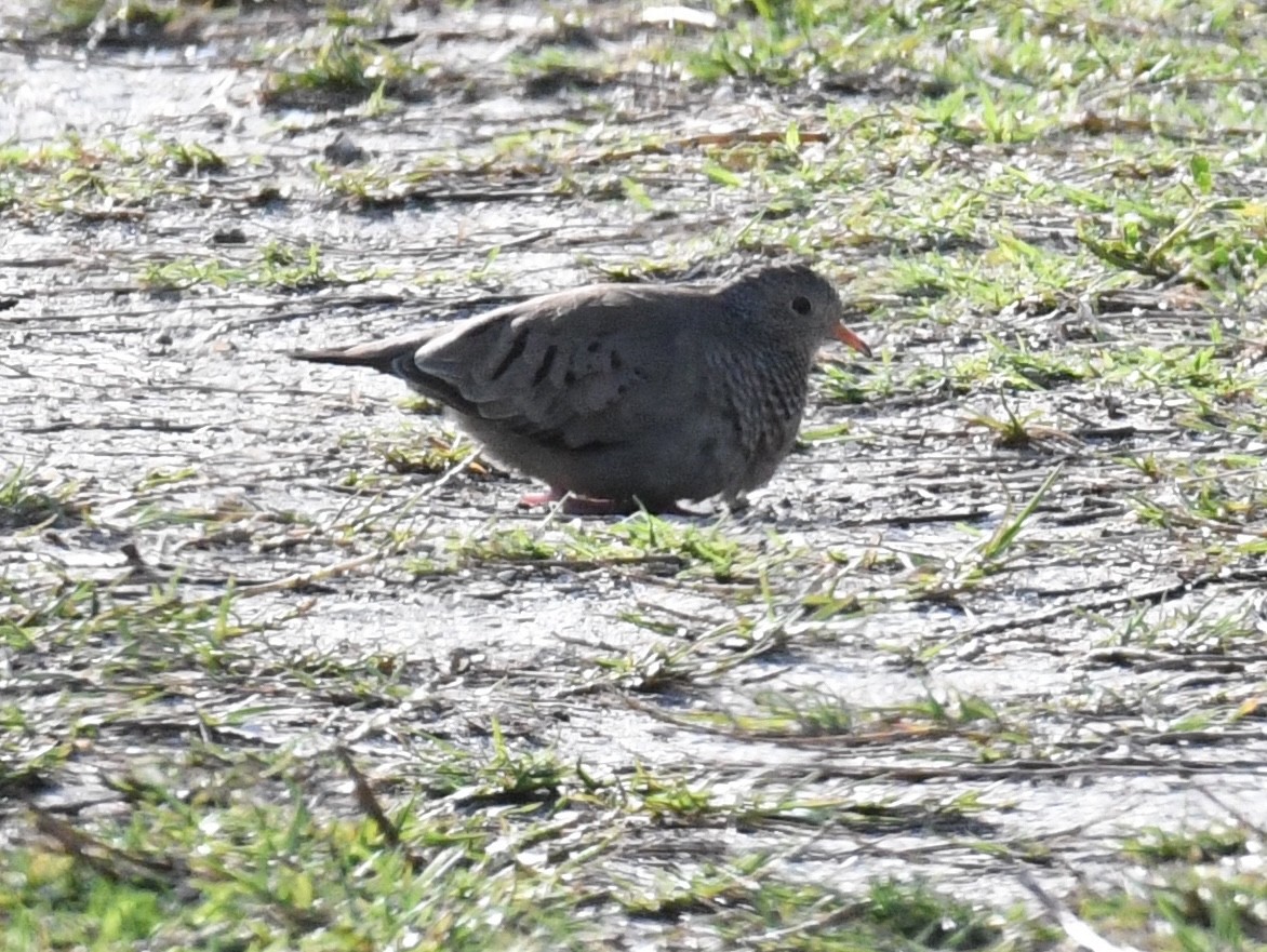 Common Ground Dove - ML616229659