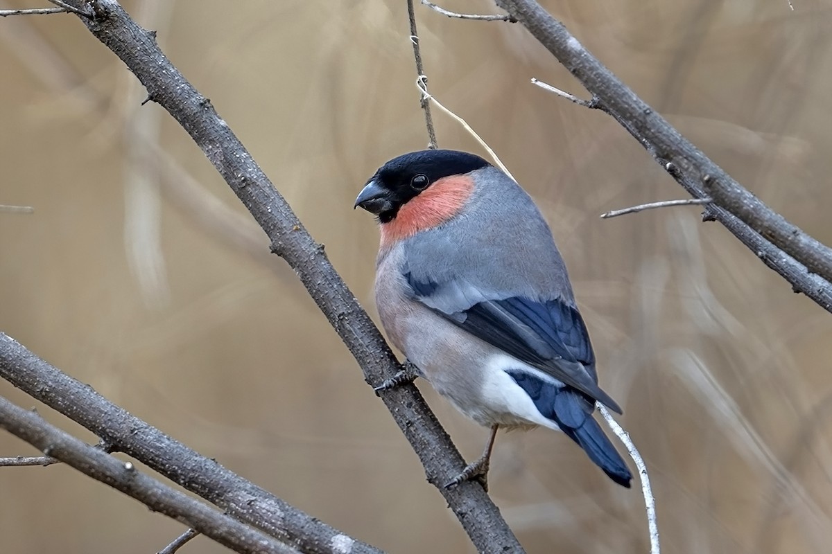 Eurasian Bullfinch (Baikal) - Su Li