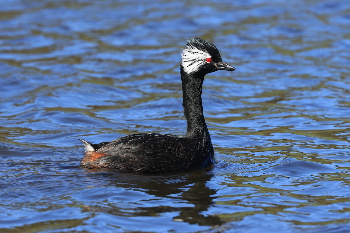 White-tufted Grebe - ML616229663