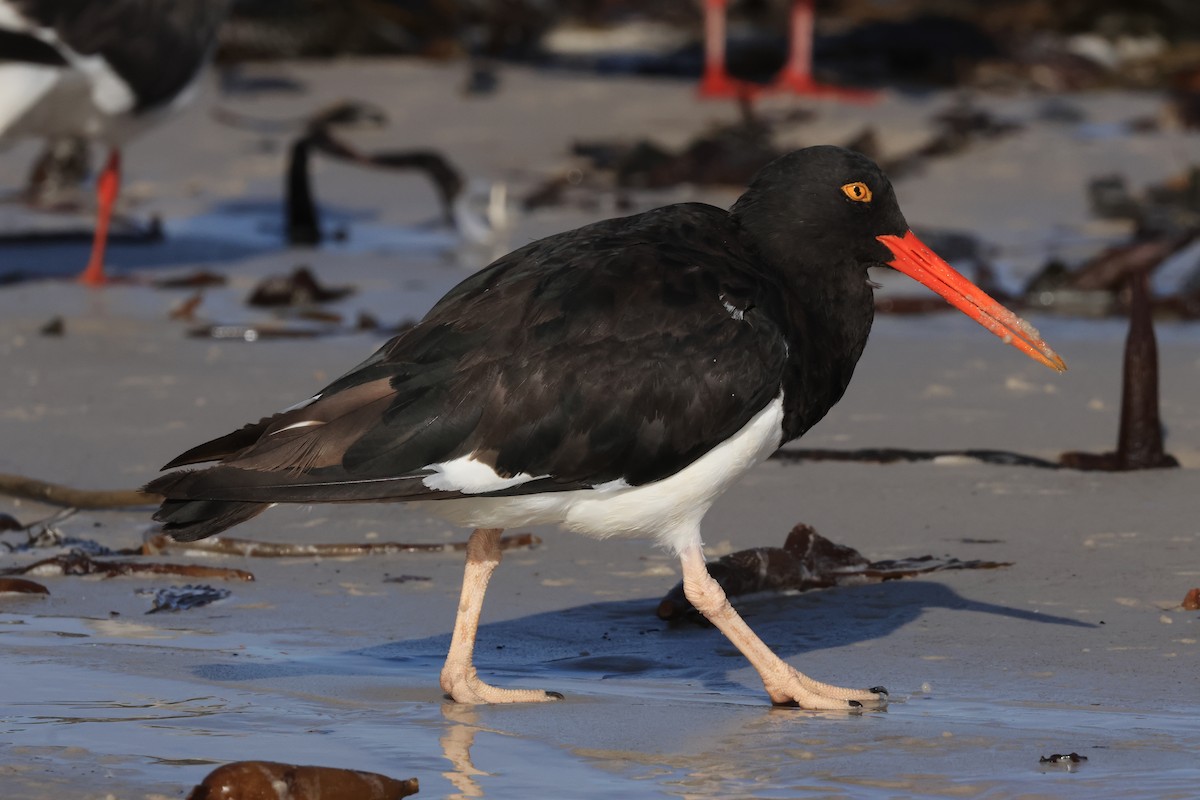 Magellanic Oystercatcher - ML616229675